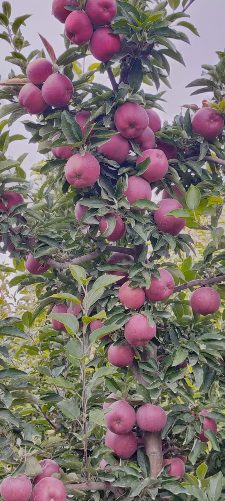 Home Fresh fruits