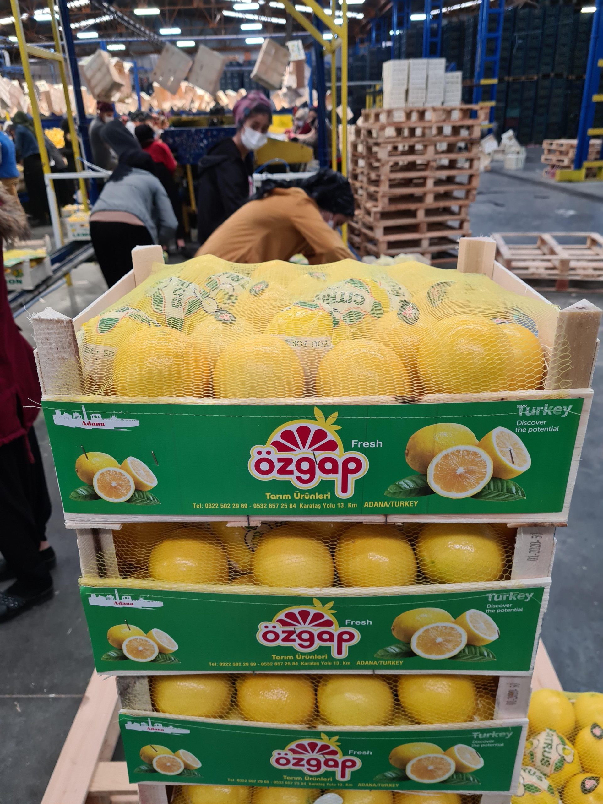 ÖZGAP kolilerinde paketlenen narenciye