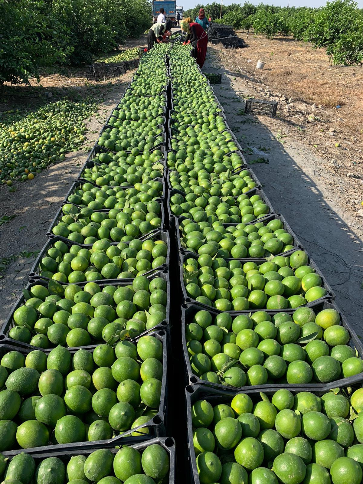 Bahçede limon hasadı ve ürün kasaları