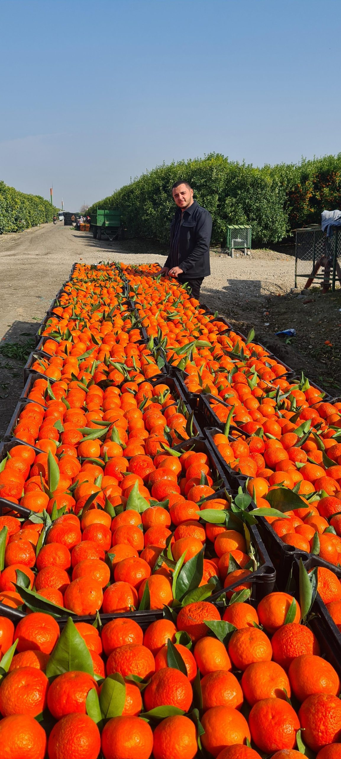 Home ÖZGAP mandalina hasadı ve narenciye kasaları