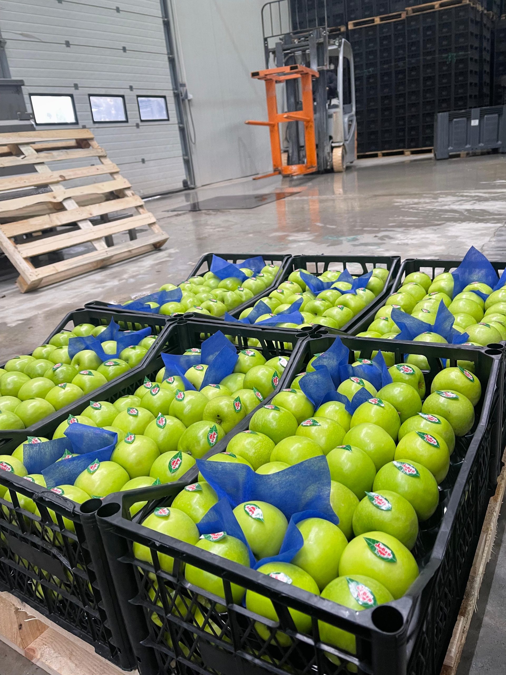 Home Kasalanmış yeşil limonlar