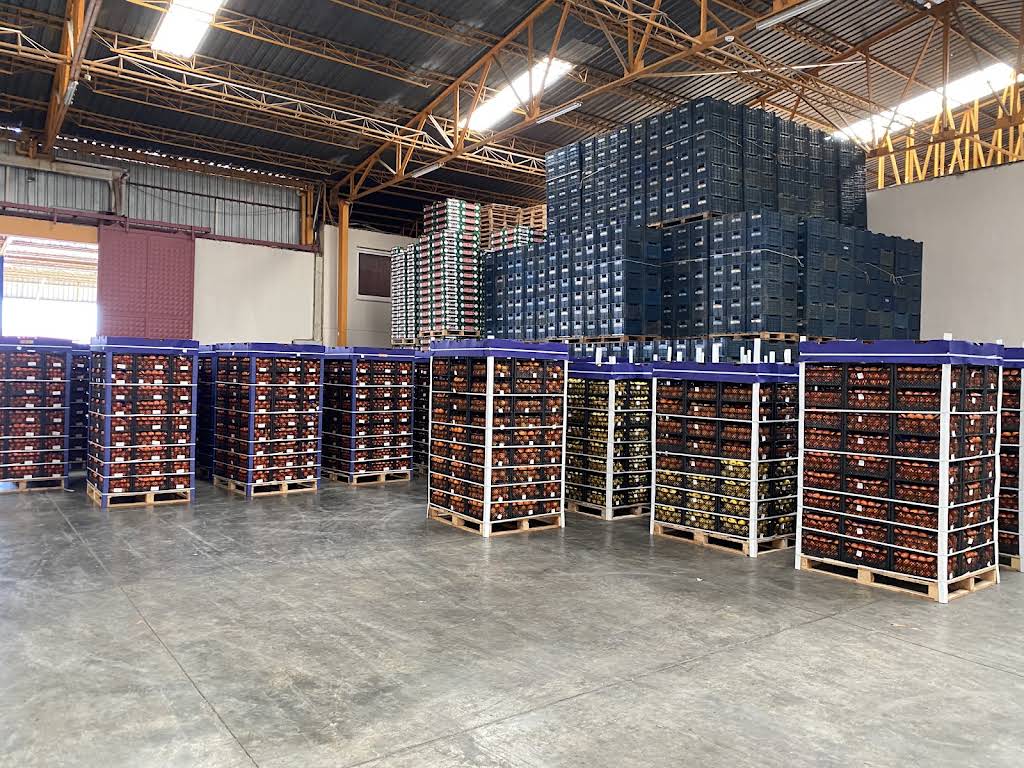 Paketli narenciye kasaları / Packed citrus crates