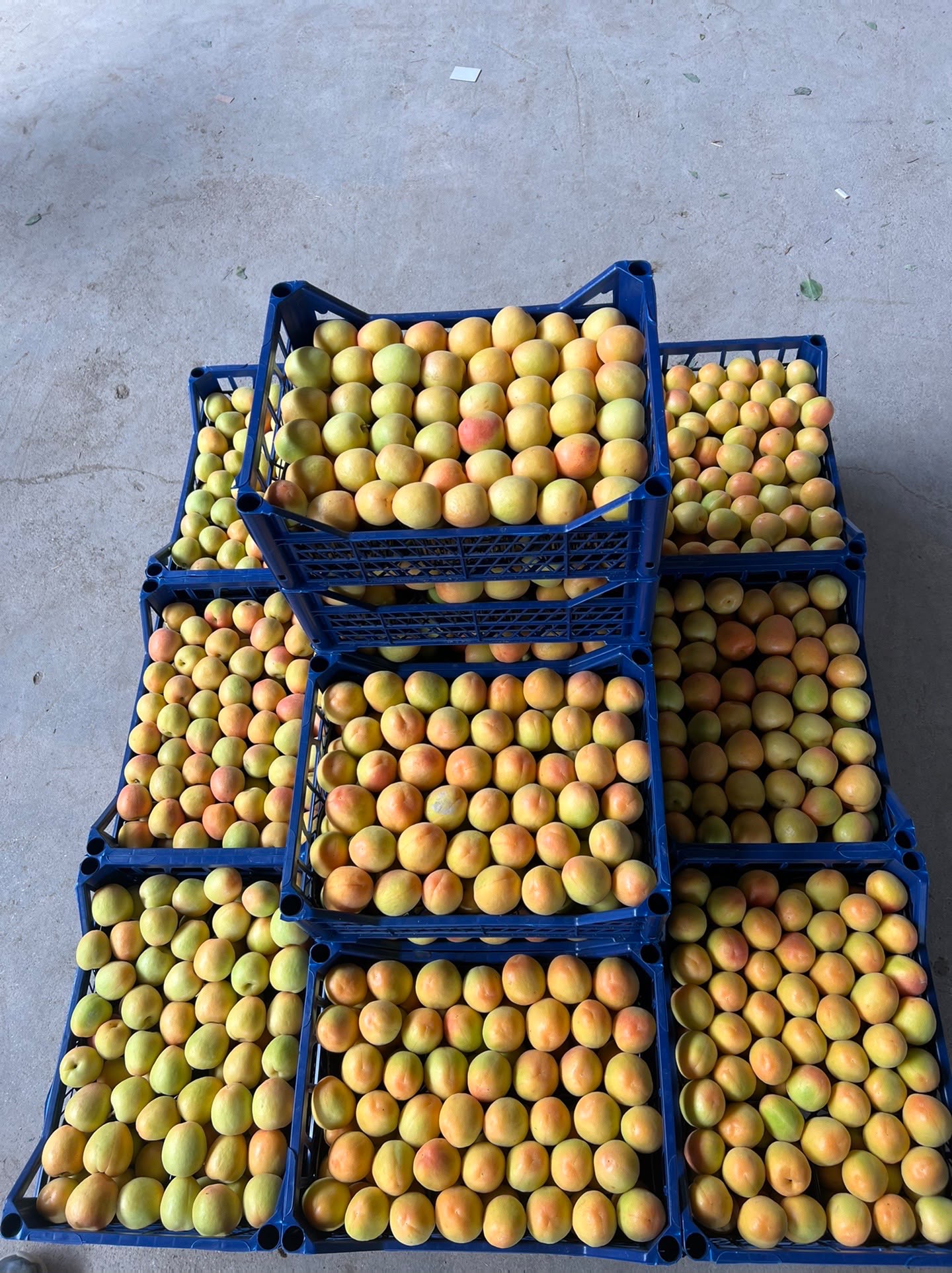 Mut, Mersin menşeli taze kayısı kasaları / Fresh apricots from Mut, Mersin