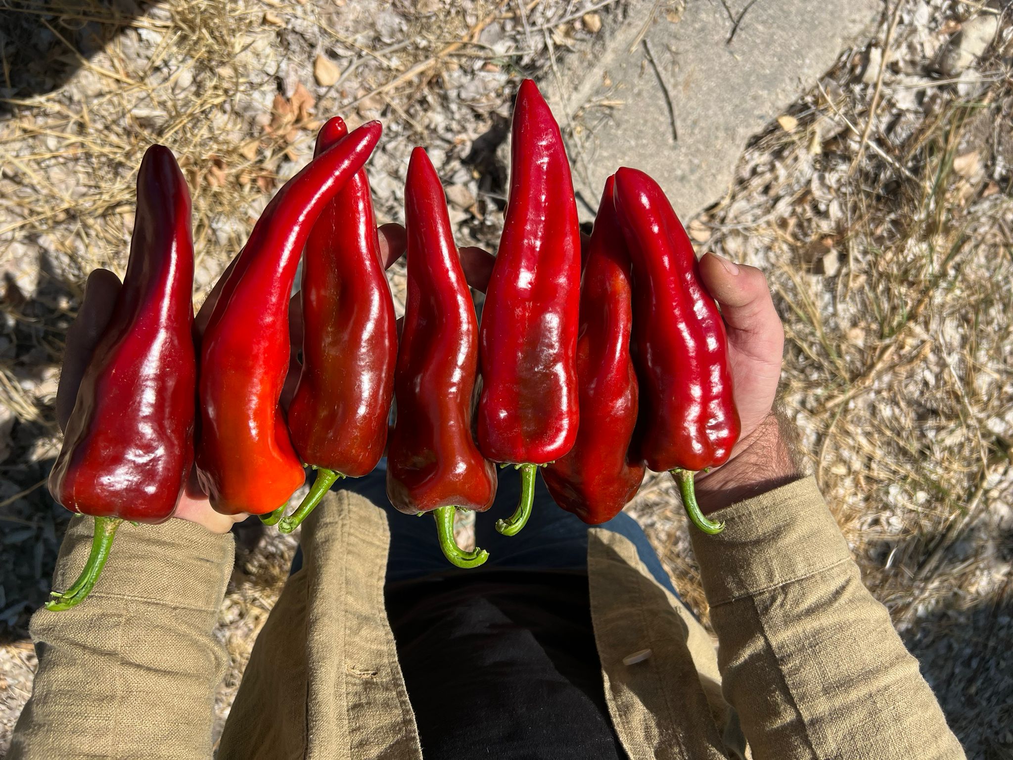 Home Fresh vegetables